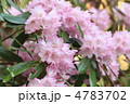 薄桃色のシャクナゲ