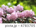 薄桃色のシャクナゲ