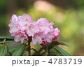 薄桃色の石楠花