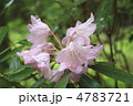 薄桃色の石楠花