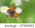 ベニシジミ