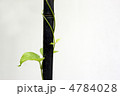 黒竹につる草