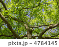 晴れた日の新緑