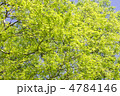 晴れた日の新緑