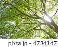 晴れた日の新緑
