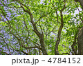 晴れた日の新緑