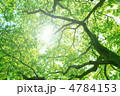 晴れた日の新緑