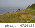 白米千枚田