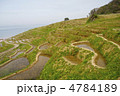 白米千枚田