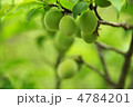 梅の実２