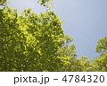 ブナの葉