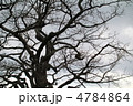 カシワの木