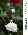 薔薇　～真珠貝～