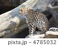 王子動物園のジャガー