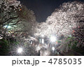 桜ライトアップ