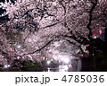桜ライトアップ