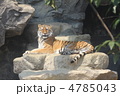 王子動物園のアムールトラ