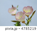 昼咲き桃色月見草