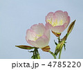昼咲き桃色月見草