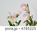 昼咲き桃色月見草