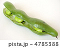 ソラマメ
