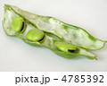 ソラマメ