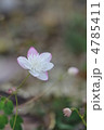 桃色大輪高砂唐松