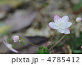 桃色大輪高砂唐松