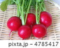 取れたてラディッシュ