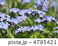 ワスレナグサ