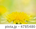 タンポポ タンポポ