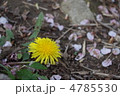 タンポポと散る桜