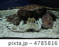 ﾀｺ