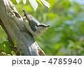 シロハラゴジュウカラ