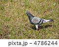 鳩