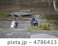 水に浸かる鳩