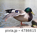 マガモ(オス) マガモ(オス)