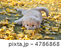 イチョウの中で遊ぶ子犬