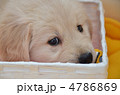 遊ぶ子犬