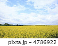 菜の花畑