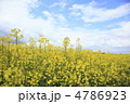 菜の花