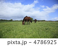 馬