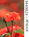 神代植物公園の鮮やかな朱色の薔薇の花・プリンセス・ミチコ　