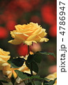 神代植物公園の鮮やかな黄色の薔薇の花・星光