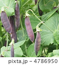 エンドウ　茶色　マメ
