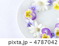 春の花 春の花