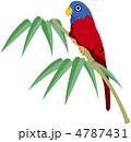 動植物　鳥　トロピカル