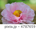 ぼたん