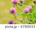 隅田川沿いの川原のピンク色のムラサキツメクサの花