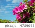 荒川の川原の鮮やかなピンク色のツツジの花と青空